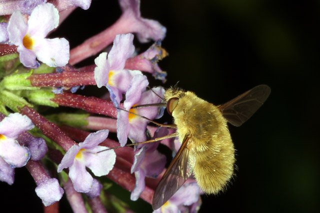 Bombylius minor - Copyright Denis Bourgeois